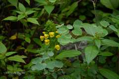 Pedicularis hoffmeisteri